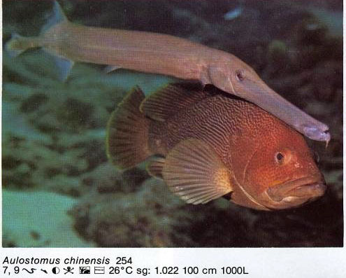 Aulostomus chinensis